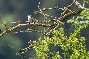 Neuntöter Männchen in einer Hecke