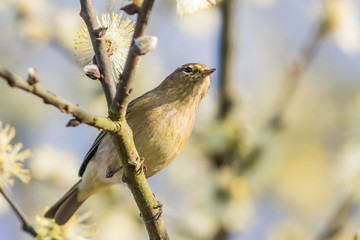 Common chiffchaff (Phylloscopus collybita)
