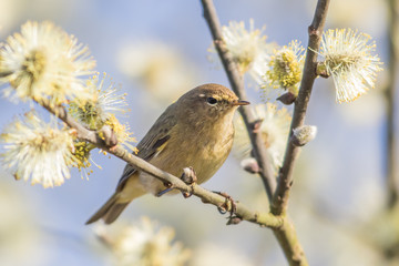 Common chiffchaff (Phylloscopus collybita)
