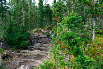 Landscape with a ladder of tree roots in a summer forest