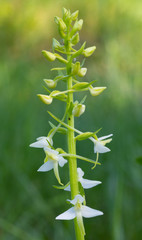 Satirión blanco de dos hojas (Platanthera bifolia) con fondo blanco