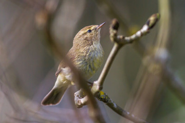 Common chiffchaff (Phylloscopus collybita)