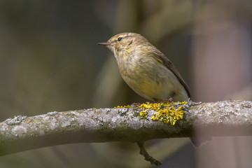 Common chiffchaff (Phylloscopus collybita)