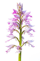 Orchis simia con fondo blanco