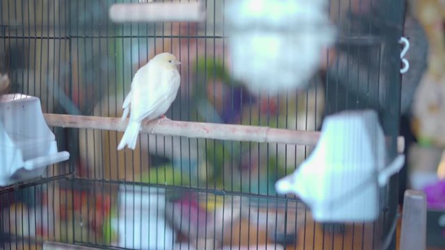 oiseau en cage