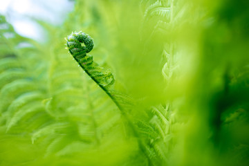 bright green young shoots of ferns in shallow DOF