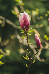 Magnolia flower bud