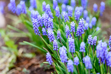 Blue flowers in the garden-close-up. Summer landscape and nature.