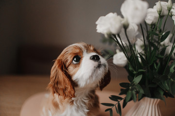 cavalier king charles spaniel puppy posing with flowers indoors