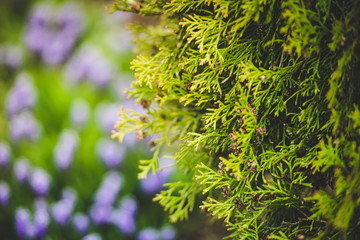 Coniferous thuja tree in the garden against the background of flowers-close-up. Summer nature