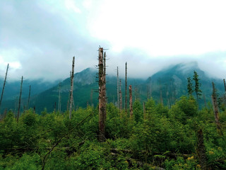 Smoke in the forest with damaged trees. Tatry, Poland