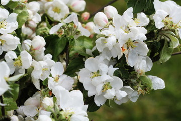Beautiful spring blossom of apple tree with white flowers