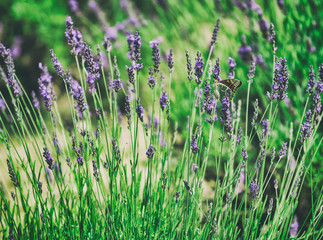 Provence, Lavender field at sunset, Valensole Plateau in July