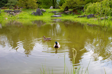 View of the lake landscape in the Japanese garden of the Polish Botanical Garden