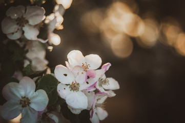 Beautiful spring background with blooming apple tree branches. White petals on a sunset background. Selective focus, selective focus