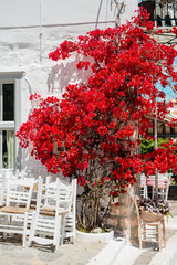Fototapeta na wymiar red flowers on the street,red flowers on white houses