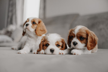 three cavalier king charles spaniel puppies lying on a bed indoors