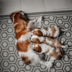 cavalier king charles spaniel dog feeding puppies, top view