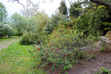 Alpine slide in landscape design. Alpine plants and bushes in the Lodz Botanical Garden.
