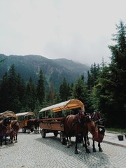 Horse and carriage in the summer mountains. Tatry, Poland
