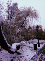 Snow covered trees in winter park. 