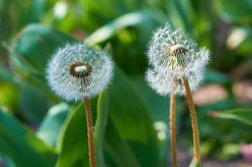 White fluffy dandelions and green leaves in the garden in spring