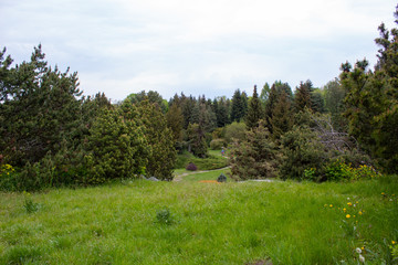 Fototapeta na wymiar Alpine slide in landscape design. Alpine plants and bushes in the Lodz Botanical Garden.