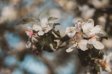 Beautiful spring background with blooming apple tree branches. White petals on a blue sky background. Selective focus
