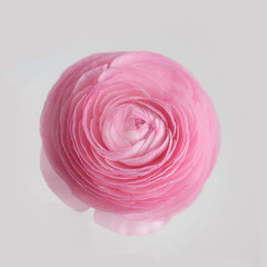 pink ranunculus flower