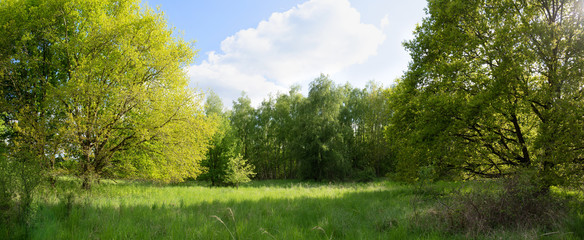Green meadow on a sunny glade between trees in early summer, blue sky with clouds, panoramic format, copy space - obrazy, fototapety, plakaty