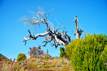 dead tree in the field