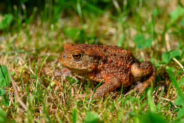 The frog toad (Bufo bufo) went to the insect before a storm. © Karel