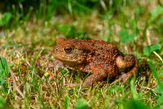 The frog toad (Bufo bufo) went to the insect before a storm.