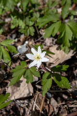 Anemone nemorosa, wood anemone flower, Finland