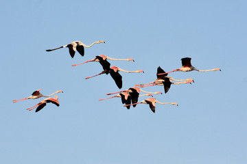 Greater flamingos in flock flight