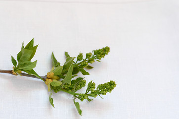 a small branch of lilac with green flowers on a light background