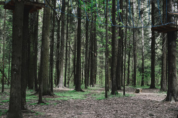 Naklejka premium .Rope park in pine wood forest. Active life style. Obstacles concept