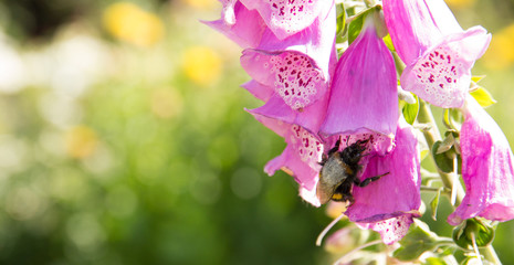Bee in foxglove flower © Chris
