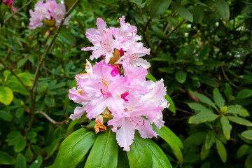 Rhododendron decorum is a species of flowering plant in the heath family Ericaceae. Rhododendron flowers close-up.