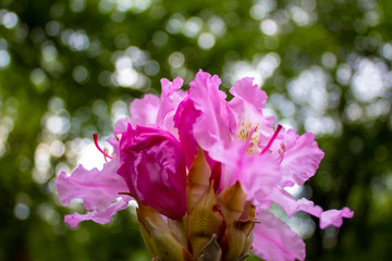 Rhododendron decorum is a species of flowering plant in the heath family Ericaceae. Rhododendron flowers close-up.