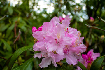 Rhododendron decorum is a species of flowering plant in the heath family Ericaceae. Rhododendron flowers close-up.