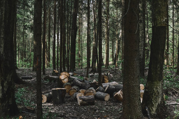 Freshly chopped tree logs stacked up in a pile in a coniferous forest. The logging timber wood industry.