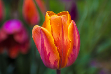Tulip flower with water droplets