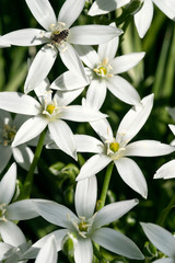 Fototapeta na wymiar Wild white flowers in the shape of stars