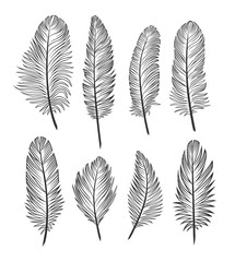 Set of feathers on a white background. Black outline.