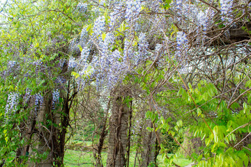 Wisteria is a genus of tall tree-like twigs of subtropical plants from the legume family with large tassels of fragrant lilac flowers. Landscaping.
