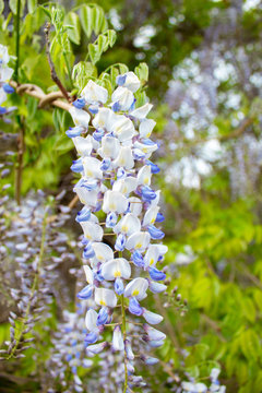 Wisteria is a genus of tall tree-like twigs of subtropical plants from the legume family with large tassels of fragrant lilac flowers. Landscaping.