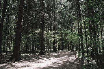Fototapeta premium Sunlight passes through a dark green forest and illuminates a forest path. Dark forest background. Forest trees.