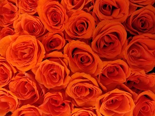 red roses background