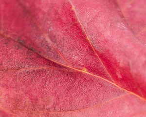 Naklejka premium Soft focus of Red Autumn maple leaf isolated on white background, macro shot 